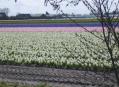 Tulipfields / Keukenhof: 20 March - 18 May 