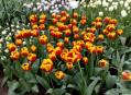 Tulips at Keukenhof